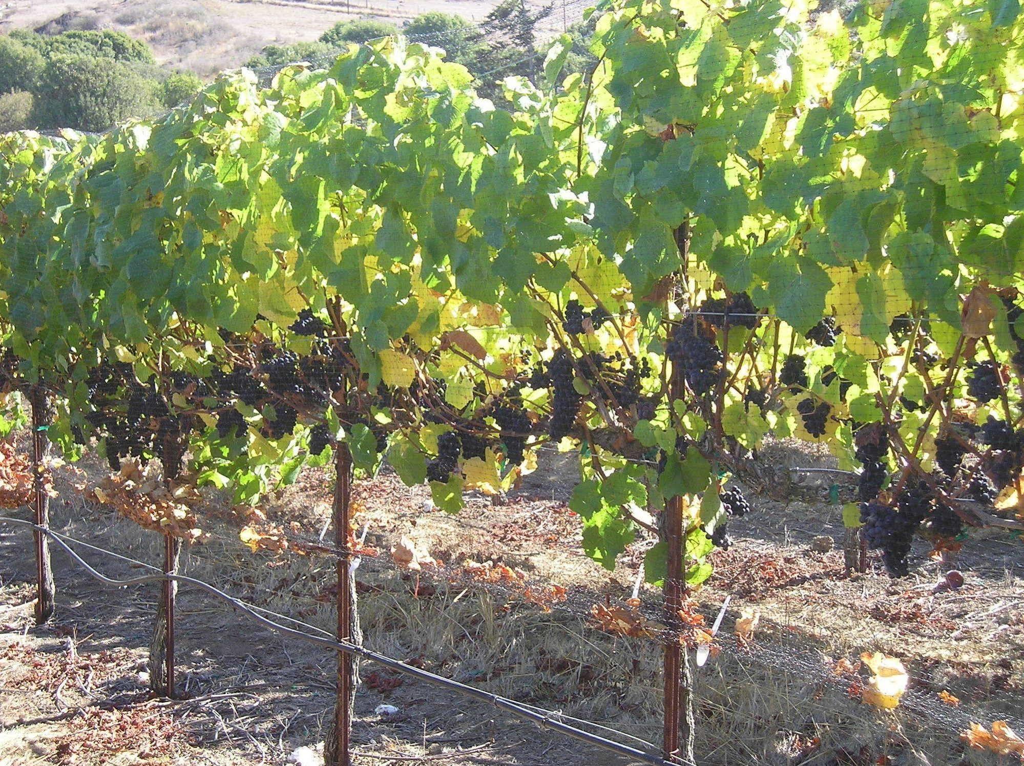 Point Reyes Vineyard Inn แคลิฟอร์เนียซิตี้ ภายนอก รูปภาพ